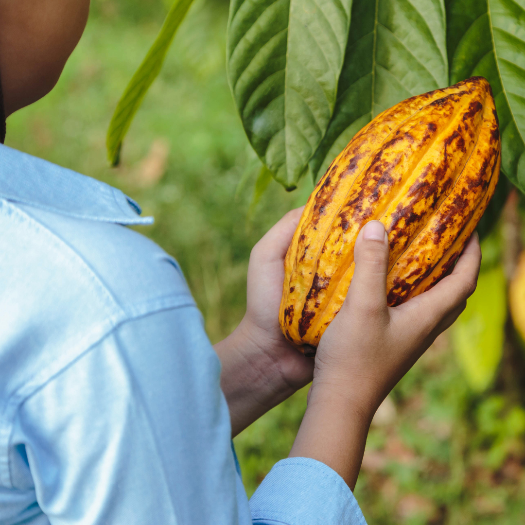 La AECID impulsa una herramienta de IA para apoyar a 500 familias cacaoteras de Ecuador