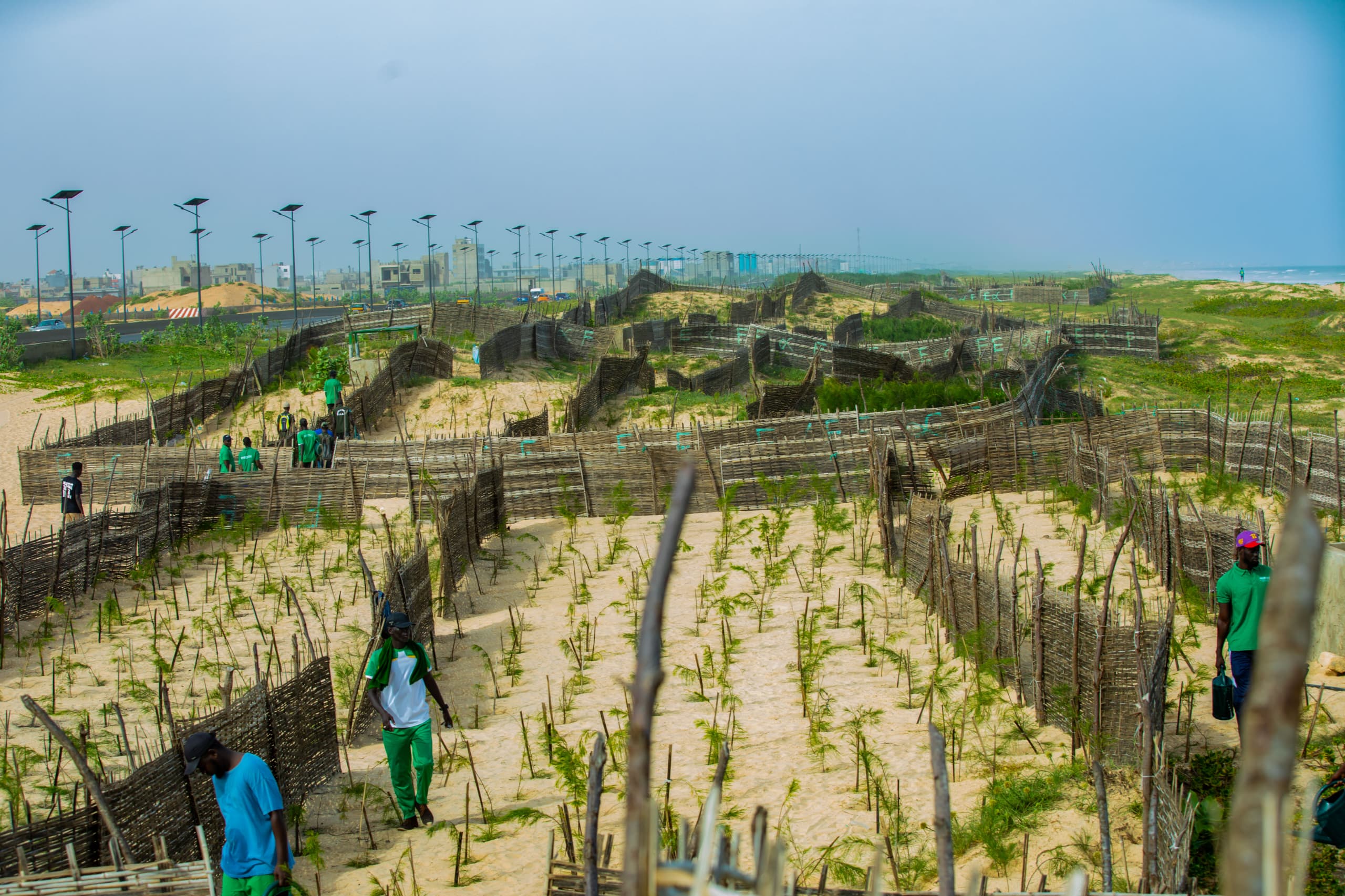 Plantación de casuarina equisetifolia en los islotes que ayudarán a la fijación de las dunas en Keur Massar.